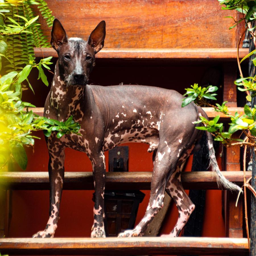 Kaclla, The Healing Dog Hostel Lima Exterior foto