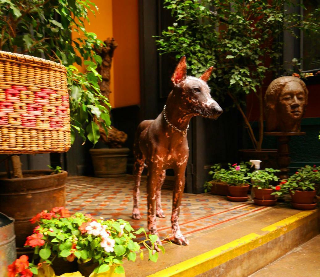 Kaclla, The Healing Dog Hostel Lima Exterior foto